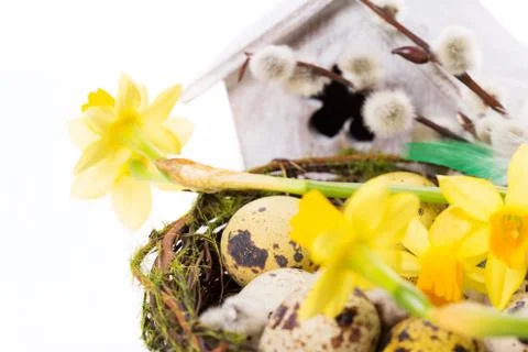 Easter eggs in the nest with narcissus Stock Photos