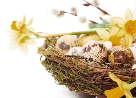 Easter eggs in the nest with narcissus Stock Photos
