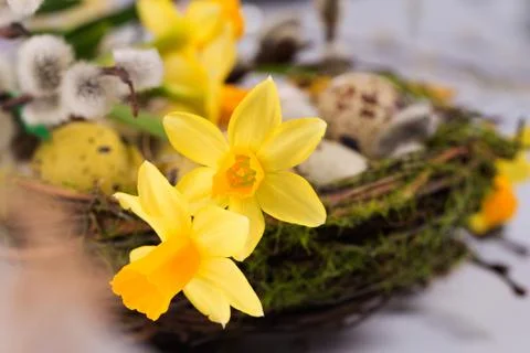 Easter eggs in the nest with narcissus Stock Photos