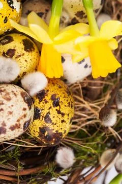 Easter eggs in the nest with narcissus Stock Photos