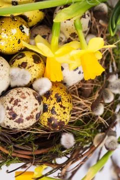 Easter eggs in the nest with narcissus Stock-Fotos
