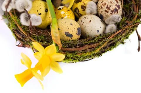 Easter eggs in the nest with narcissus Stock Photos