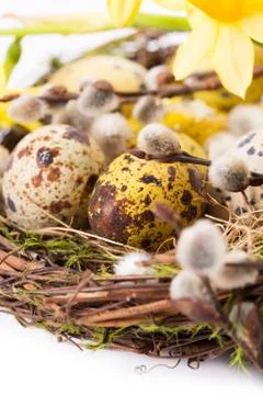Easter eggs in the nest with narcissus Stock Photos