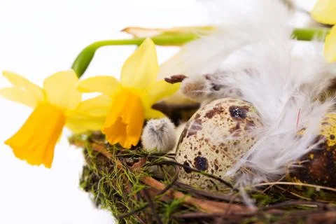 Easter eggs in the nest with narcissus Stock Photos