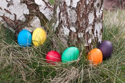 Easter eggs in nest Stock Photos