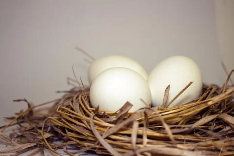 Easter eggs in the nest 스톡 사진