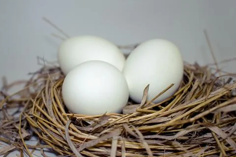 Easter eggs in the nest Stock Photos
