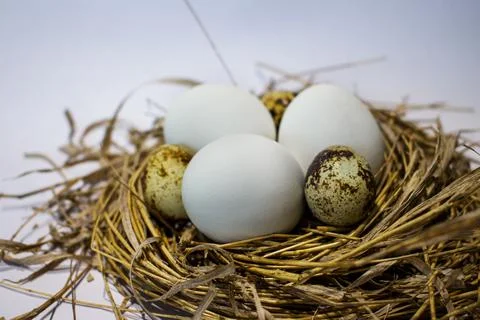 Easter eggs in the nest 스톡 사진