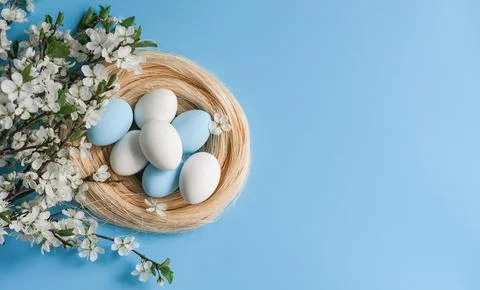 Easter eggs in a nest with spring blossoms on a blue background. Banner with  Stock Photos