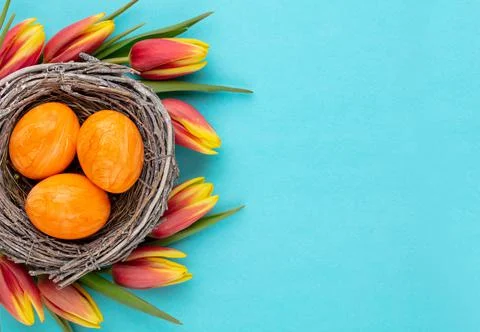 Easter eggs in the nest. Spring flowers tulips.Spring greeting card. Stock Photos
