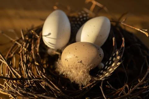 Easter eggs in nest under sunset light. Spring greeting card Stock Photos
