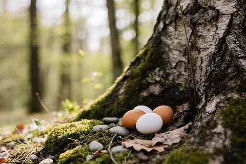 Easter eggs nestled at the base of a moss-covered tree in a sunlit forest Stock Photos