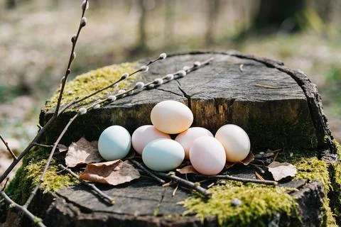 Easter eggs nestled on a mossy tree stump with pussy willow branches Stock Photos
