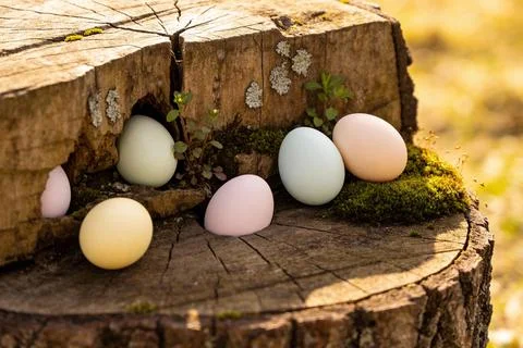 Easter eggs nestled in a rustic tree stump with moss and greenery Stock Photos