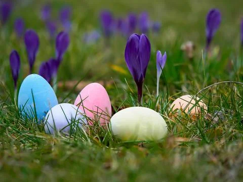 Easter eggs painted in different colors lying in the grass against the back.. Stock Photos