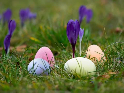 Easter eggs painted in different colors lying in the grass against the back.. Stock Photos