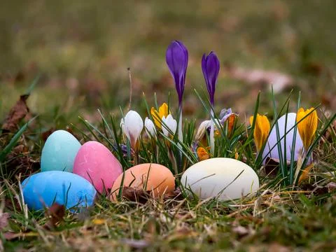 Easter eggs painted in different colors lying in the grass against the back.. Stock Photos