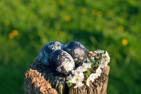 Easter eggs painted with karkade tea leaves lie on an old stump Stock Photos