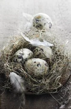 Easter eggs Stock Photos