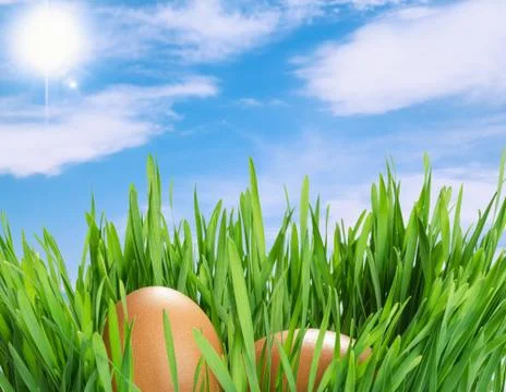 Easter eggs Stock Photos