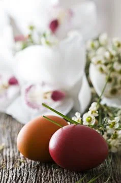 Easter eggs Stock Photos