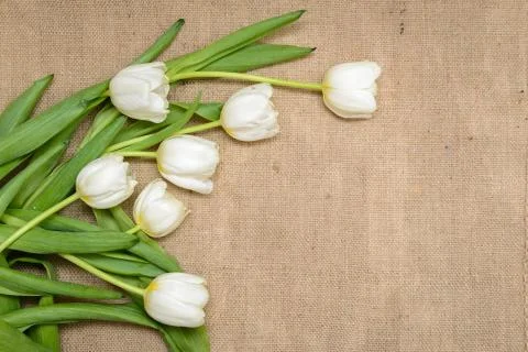 Easter eggs Stock Photos