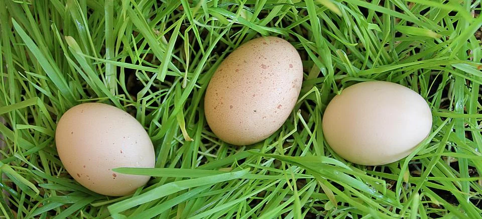 Easter eggs Stock Photos
