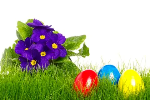 Easter eggs with a purple primula Stock Photos