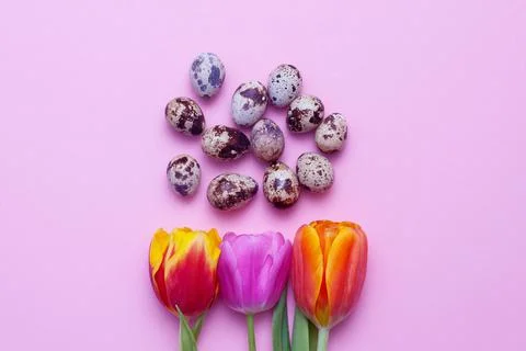Easter eggs quail composition and red tulips on pink paper background. Stock Photos