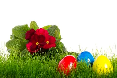 Easter eggs with a red primula Stock Photos