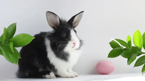 Easter eggs roll towards a small Easter bunny on a white and gray background  Stock Footage 168418233