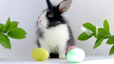 Easter eggs roll towards a small Easter bunny on a white and gray background  Stock Footage 168418311