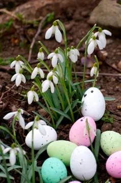 Easter eggs, snowdrop flowers, spring time in forest, background. Easter comp Stock Photos
