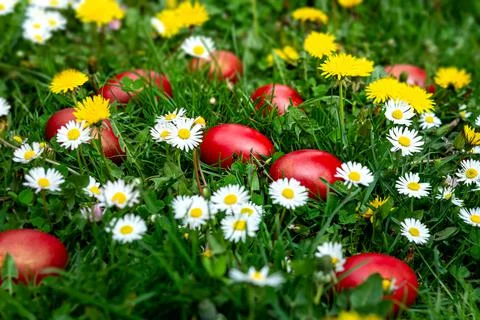 Easter eggs on spring field Stock Photos