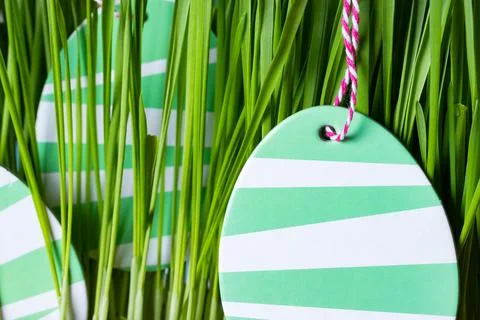 Easter eggs in spring green grass. Stock Photos