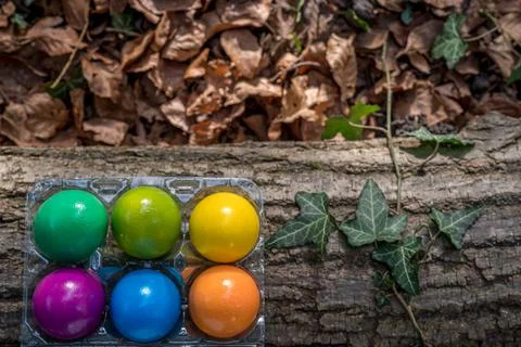 Easter eggs on tree branch. Six colorful eggs on the moss. Stock Photos