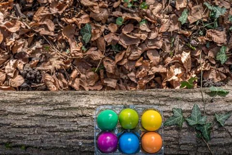 Easter eggs on tree branch. Six colorful eggs on the moss. Stock Photos
