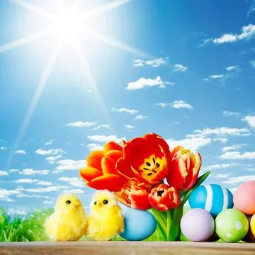 Easter eggs with tulips Stock Photos