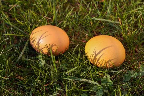 Easter eggs, two dyed chicken eggs in the grass Stock Photos