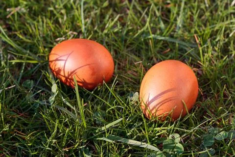 Easter eggs, two dyed chicken eggs in the grass Stock Photos