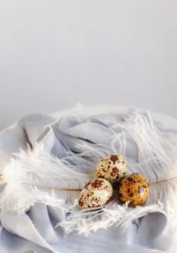 Easter eggs with white feather on white and gray background. Happy Easter hol Stock Photos