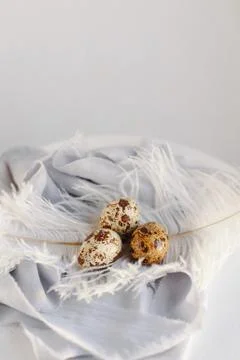 Easter eggs with white feather on white and gray background. Happy Easter hol Stock Photos