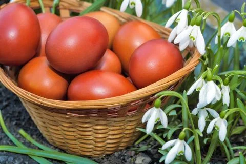 Easter eggs in a wicker basket and snowdrops. Stock Photos