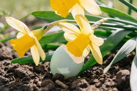 Easter eggshell nestled among blooming daffodils in the garden soil Stock Photos
