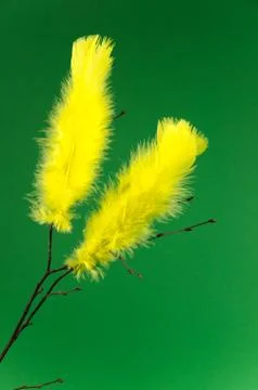 Easter feathers at green background Stock Photos