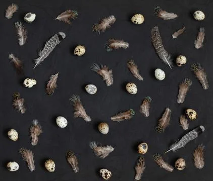 Easter festive pattern. Quail eggs and feathers on a black background.  Stock Photos