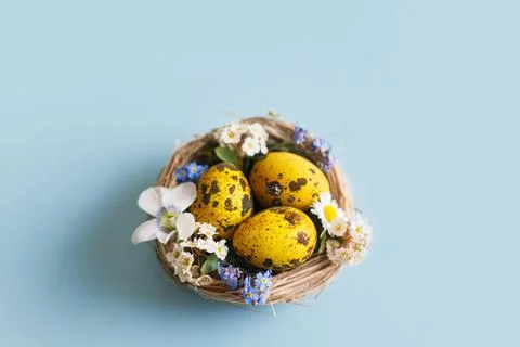 Easter flat lay. Stylish easter eggs and spring flowers in nest on blue bac.. Stock Photos