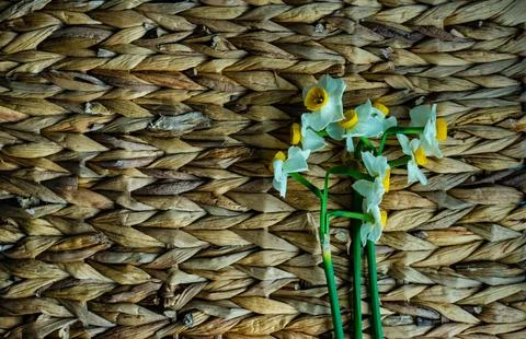 Easter floral card concept with daffodils Stock Photos