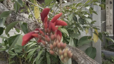 Easter Flower - Erythrina variegata Stock Footage 113190199