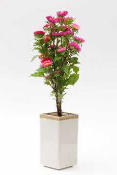 Easter flower Stock Photos